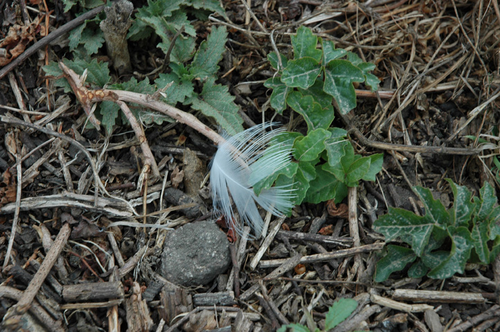 Point Lobos 063.jpg